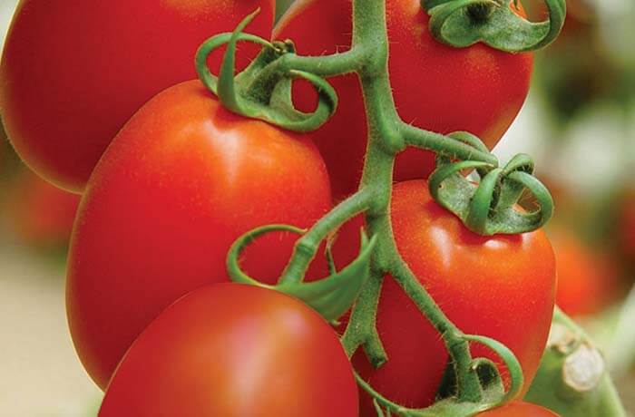 TOMATO SAMAG VANSH F1